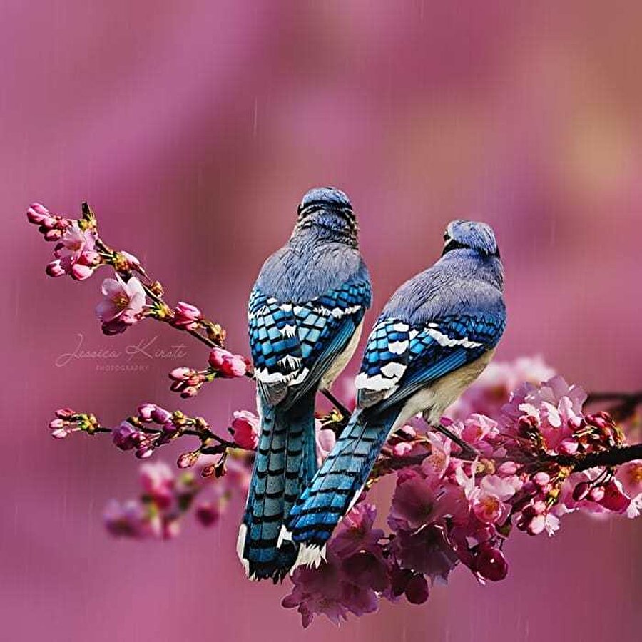 Arka bahçesindeki kuşlarla dost olan fotoğrafçı: Jessica Kirste 📸