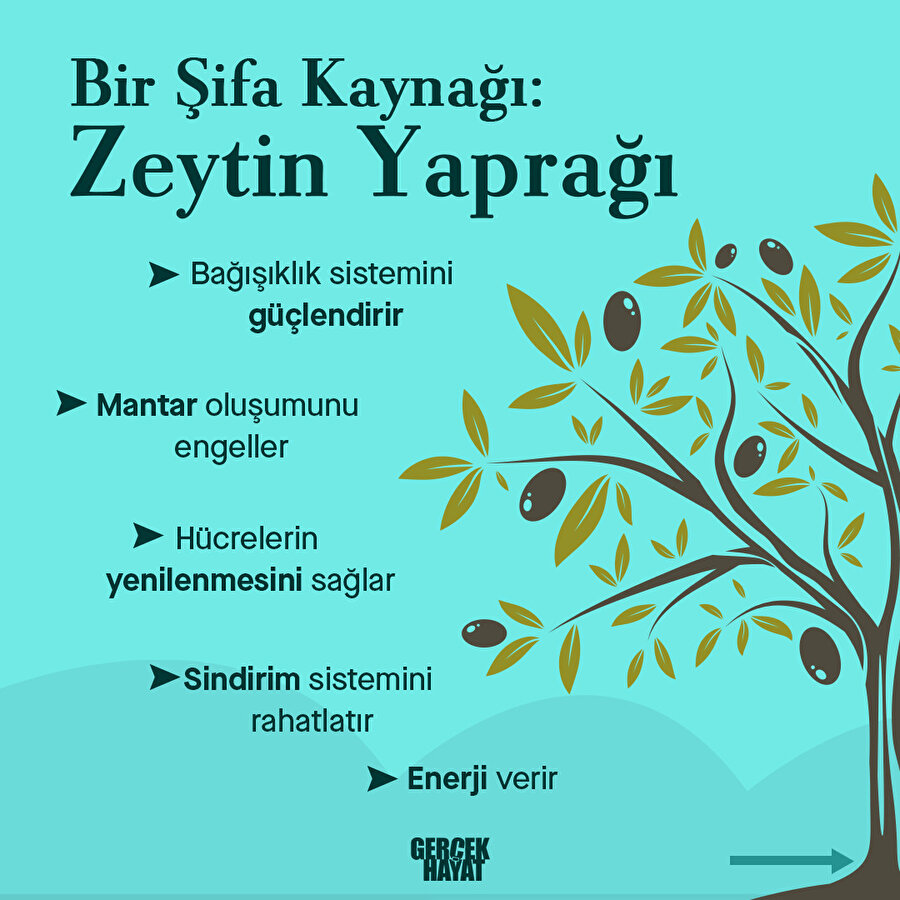 Zeytin yaprağı deyip geçme