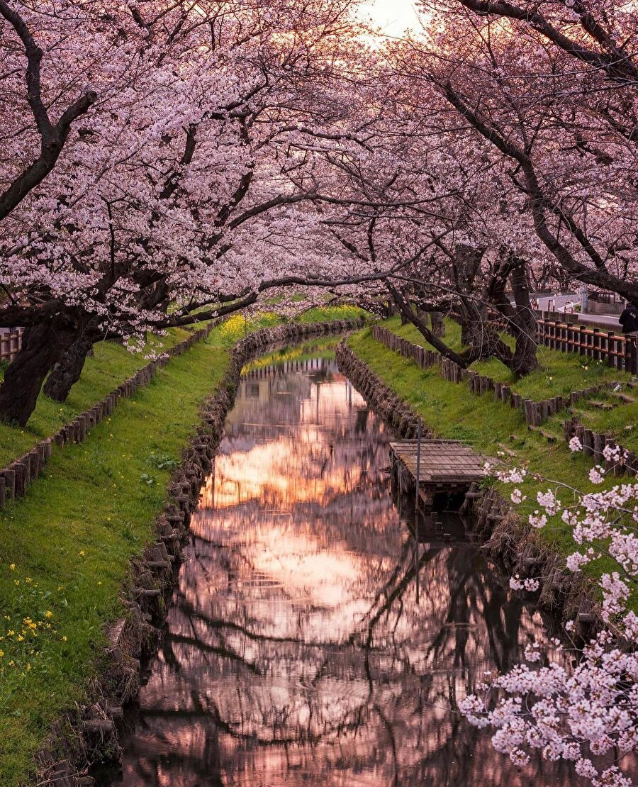 Japonya’dan, dünyadan olduğuna inanamadığımız görüntüler 🌸