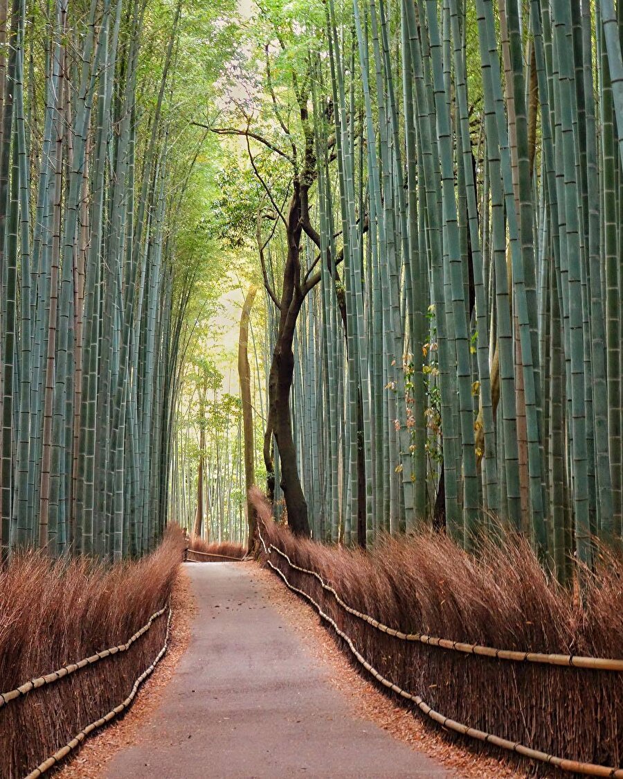 Başka bir dünya: Arashiyama Bambu Korusu 😍