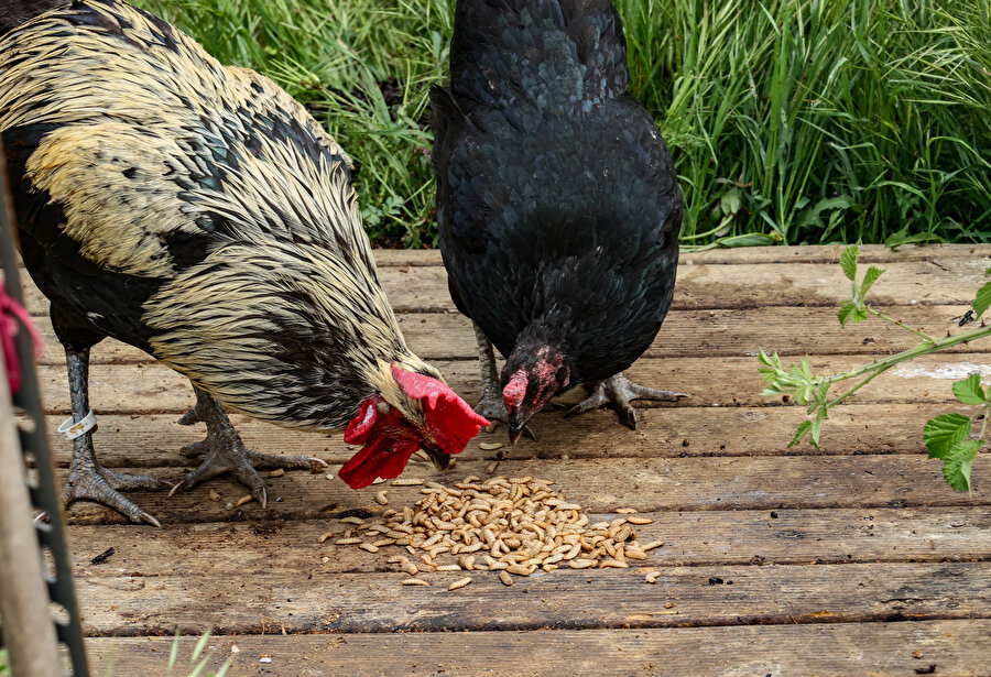 Türk bilim insanları sinekten yağ çıkardı: Litresi 1.185 TL