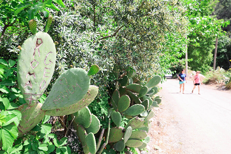 Antik kentin kaktüslerine 'aşk' tahribatı: Hepsine isimlerini kazıdılar