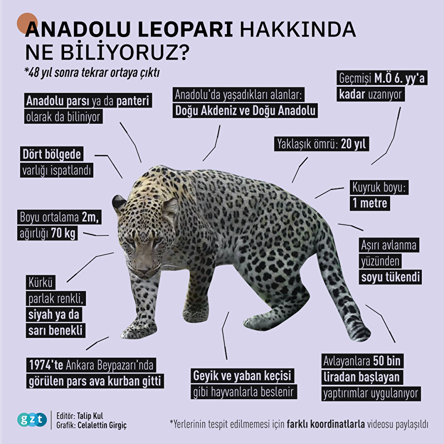 Anadolu leoparı hakkında ne biliyoruz?