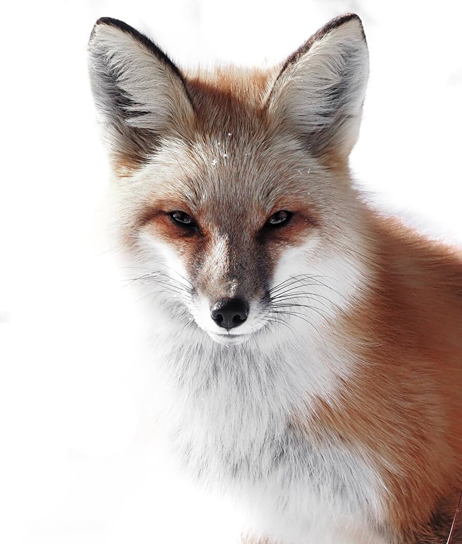 Yaban hayata olan merakını fotoğrafçılıkla birleştiren Brooke Bartleson 🦊