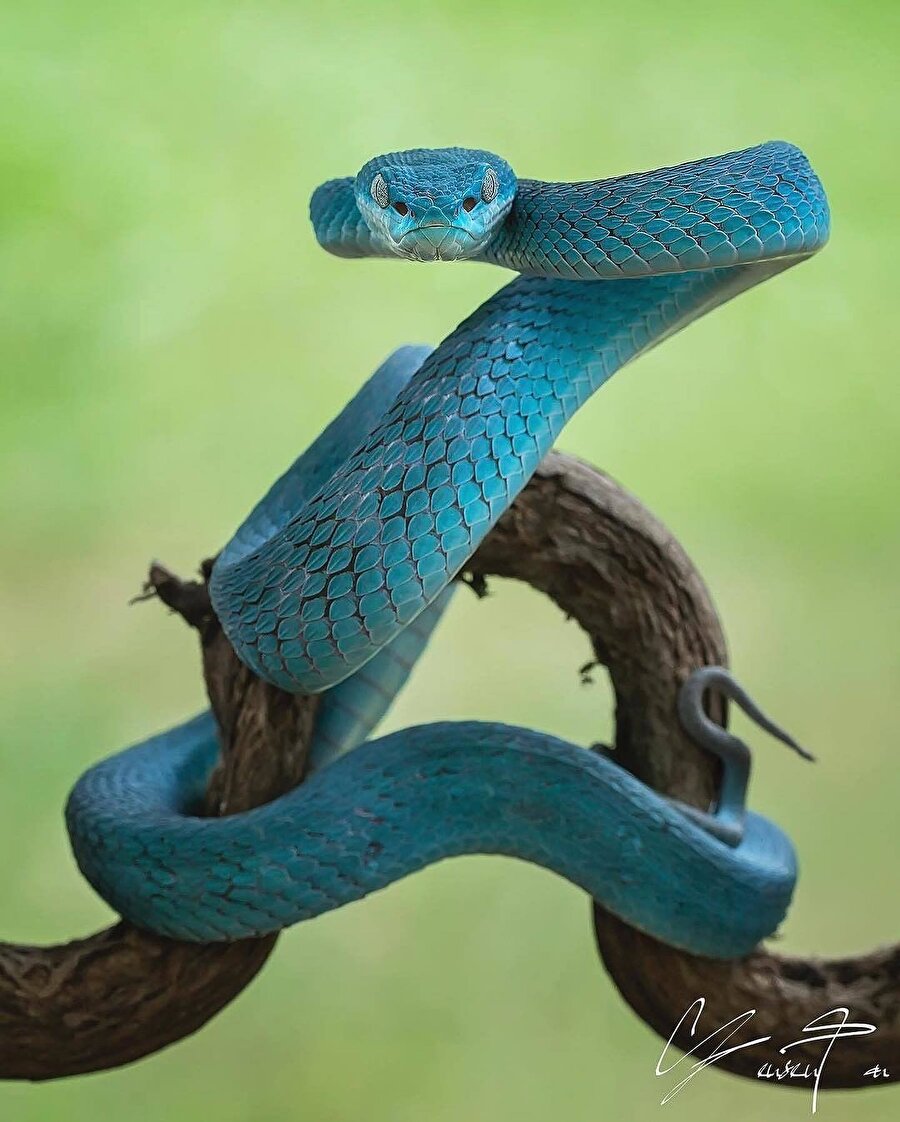 Takma adı sessiz katil: Beyaz dudaklı ağaç engereği 🐍