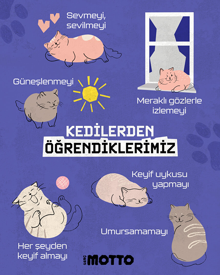 Kedilerden öğrendiklerimiz 😺