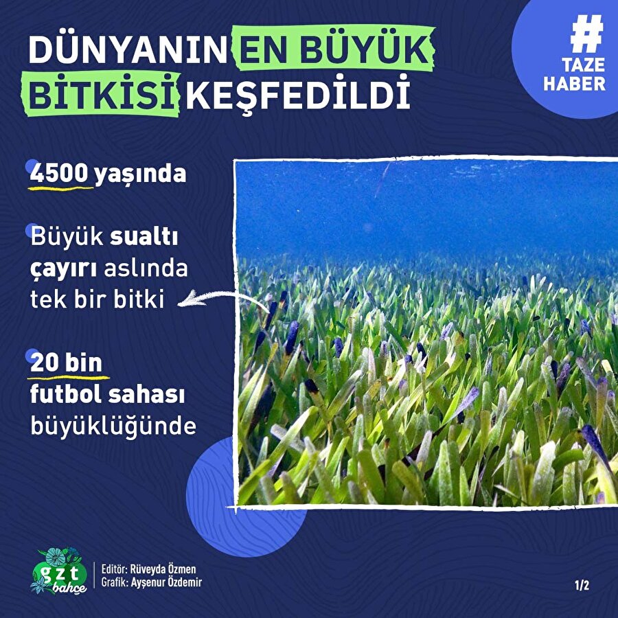 Dünyanın en büyük bitkisi keşfedildi