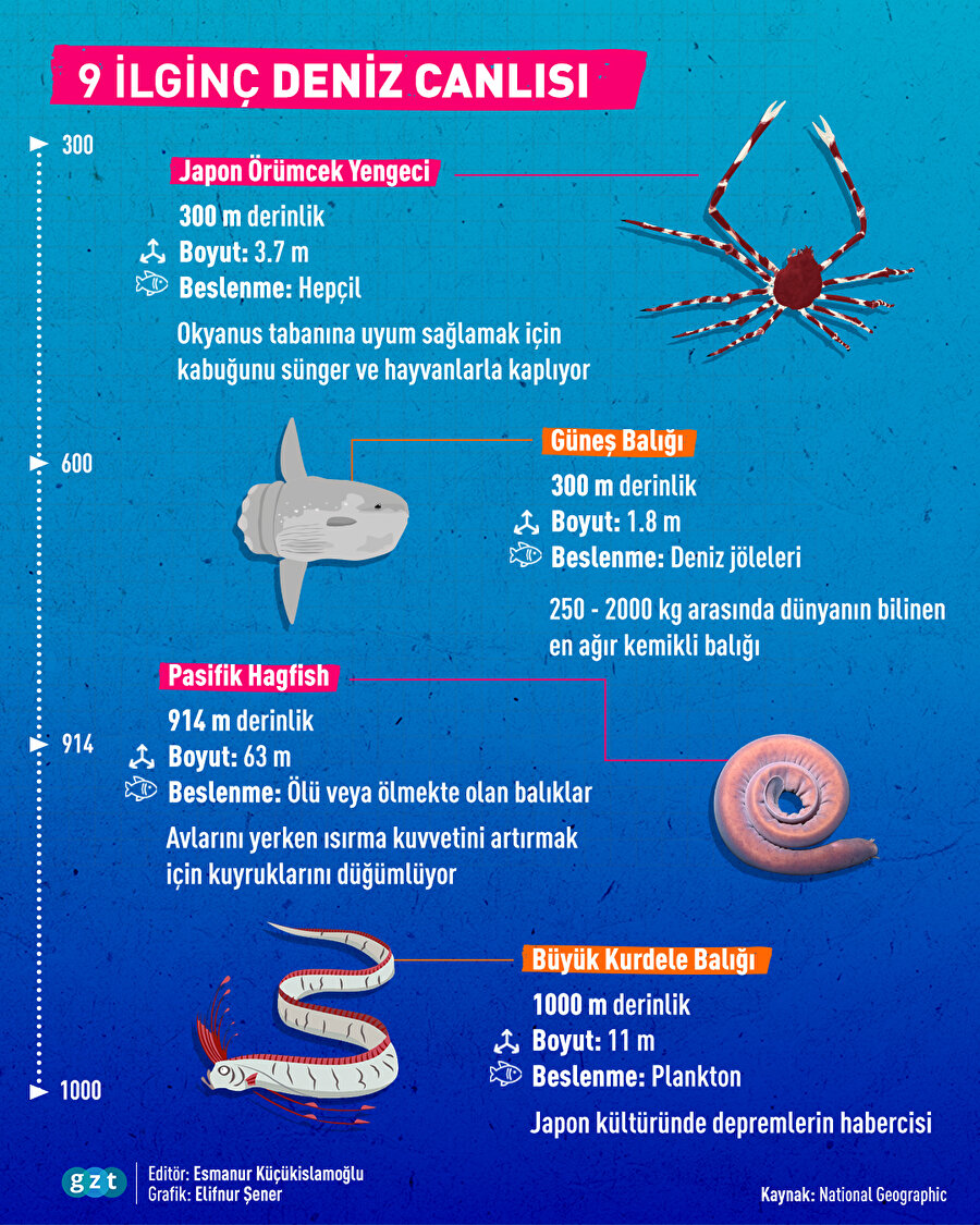 En ilginç 9 deniz canlısı 🐳