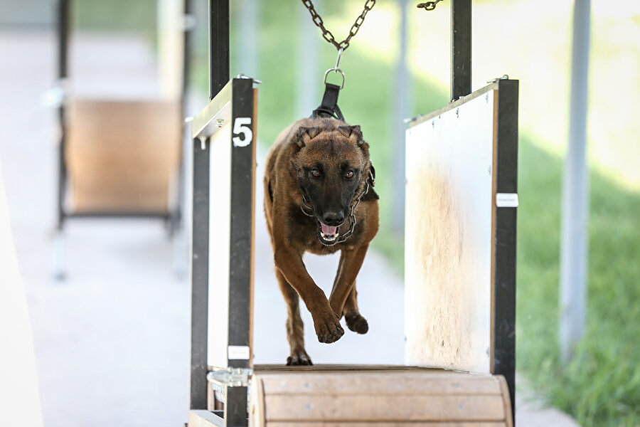 Yurt içi ve sınır ötesinde görev alıyorlar: Cesur keşif köpeklerinin zorlu eğitimi