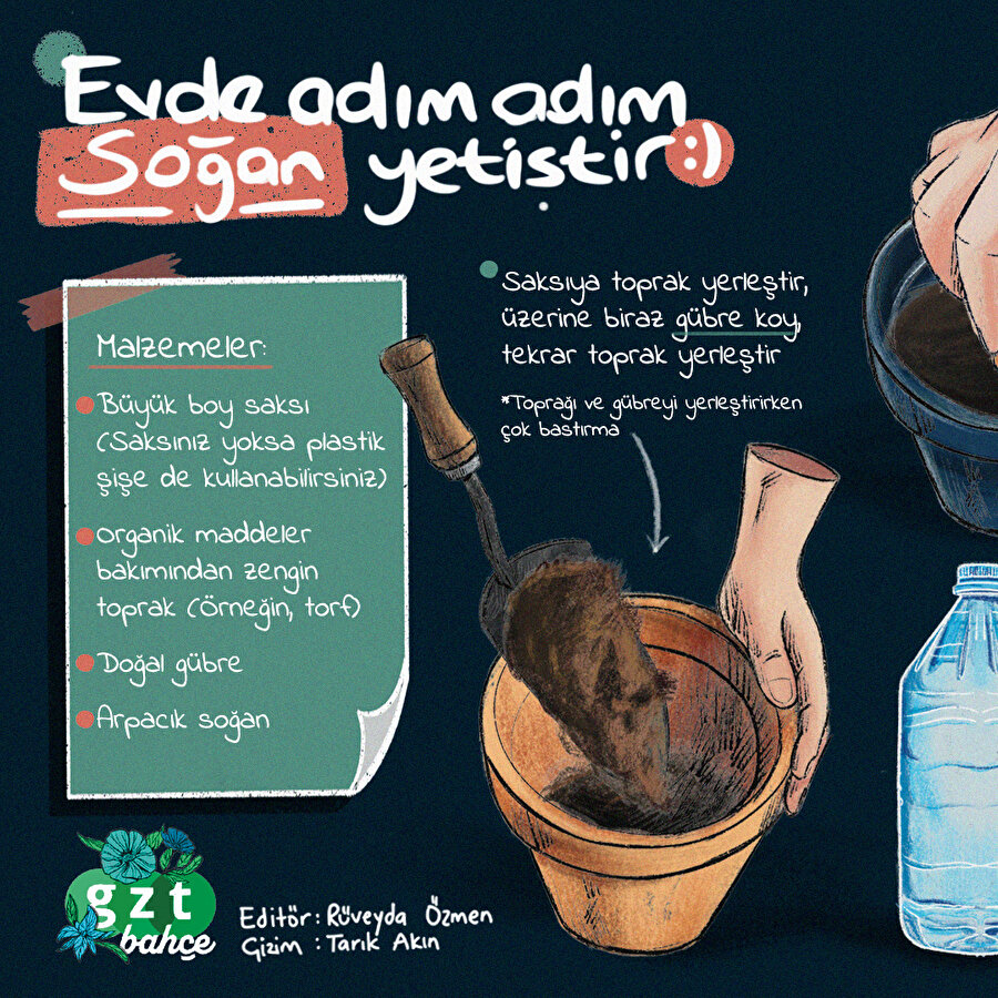 Evde adım adım taze soğan nasıl yetiştirilir?