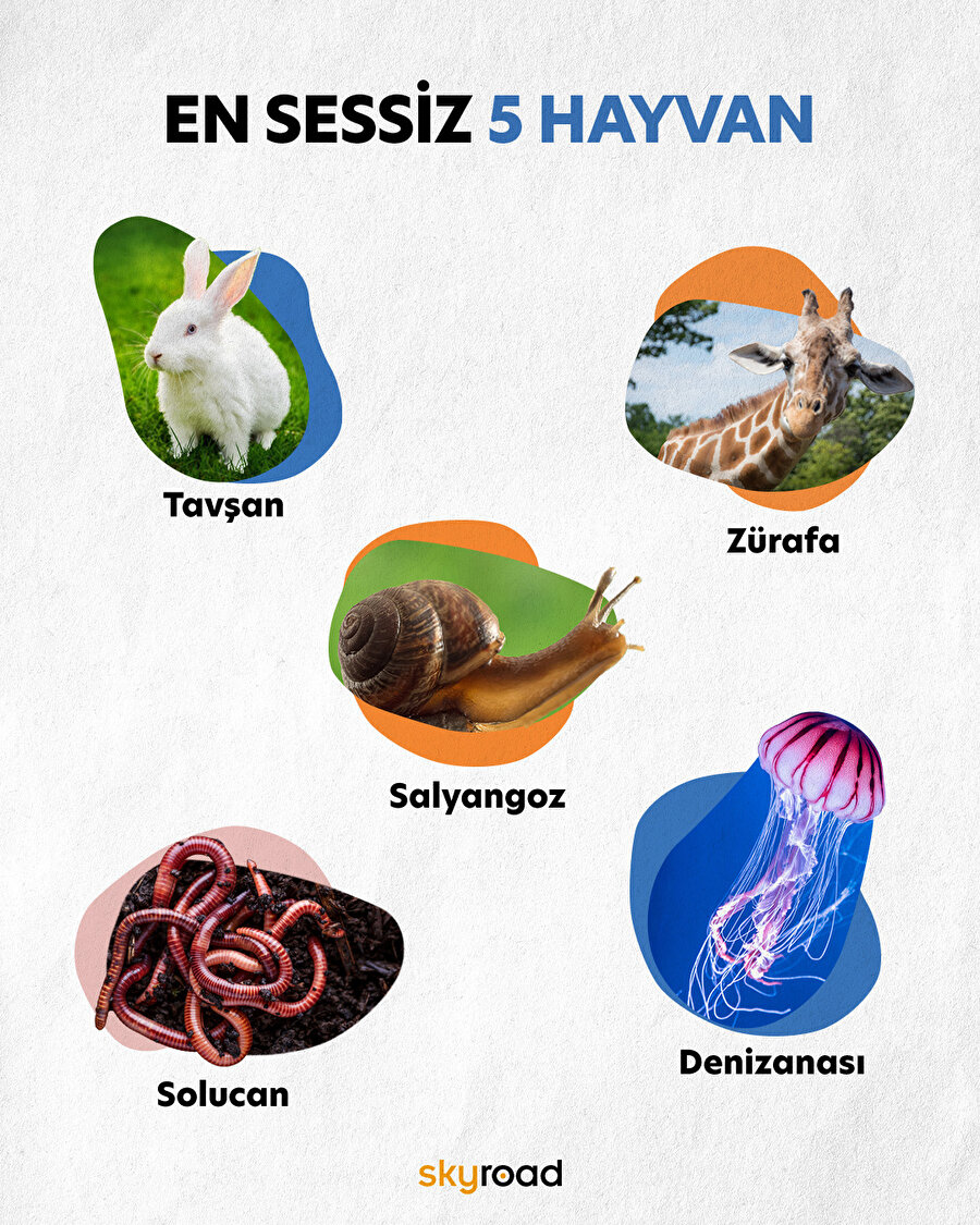 En sessiz 5 hayvan 🐇