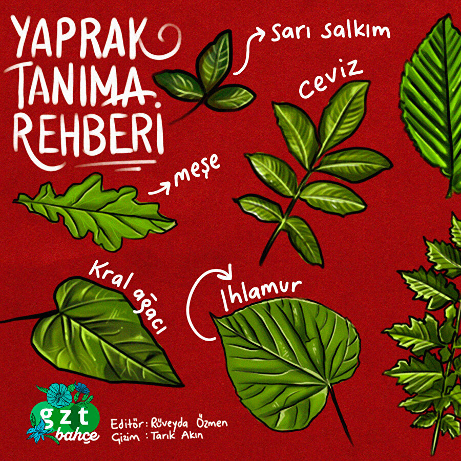 Yaprakları tanıyalım