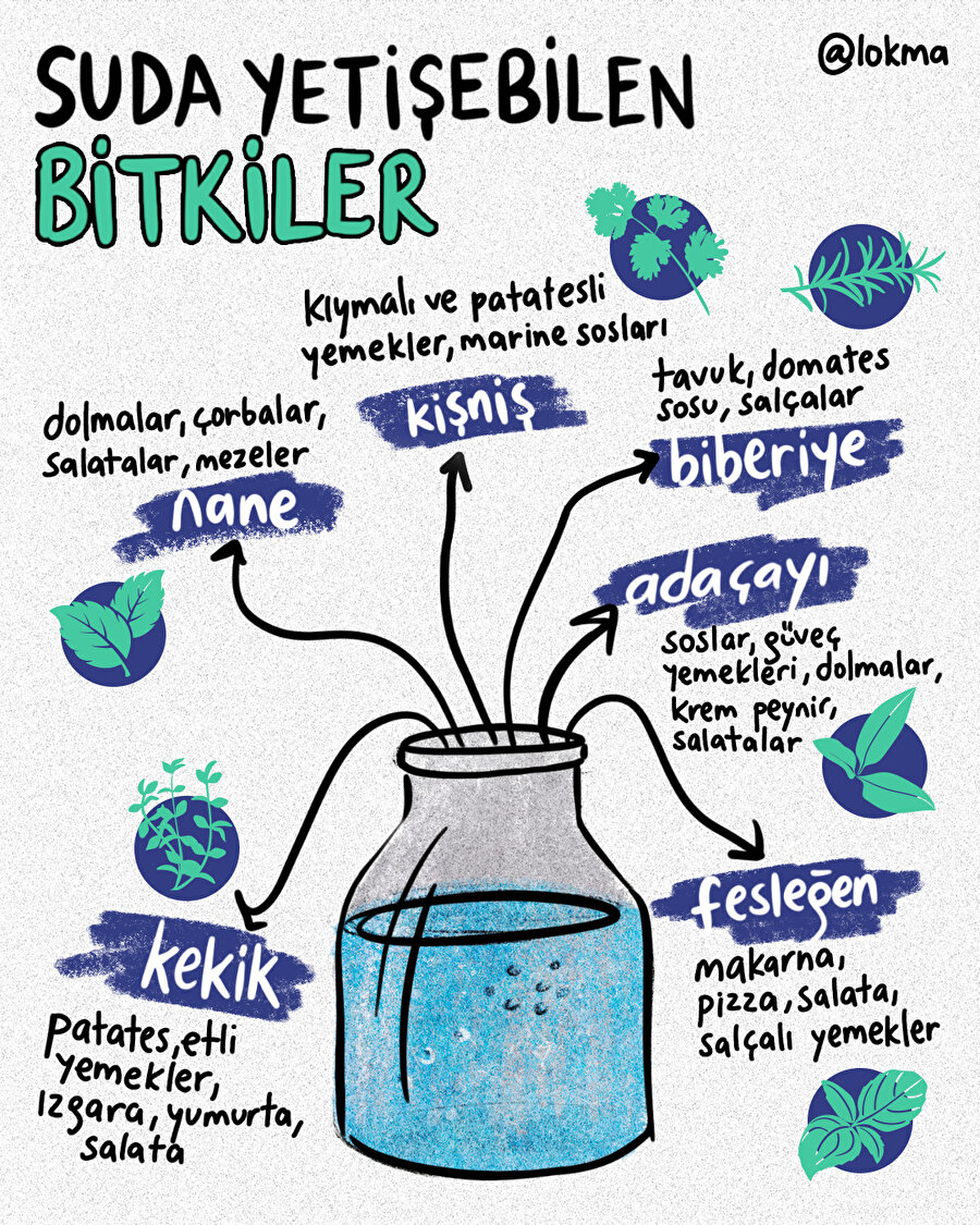 Suda yetişebilen bitkiler🪴
