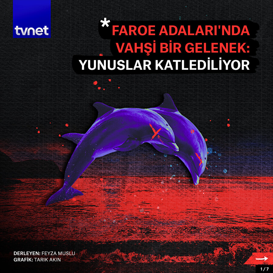 Faroe Adaları'nda vahşi bir gelenek: Yunuslar katlediliyor