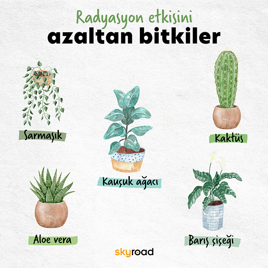 Radyasyon etkisini azaltan bitkiler 🌿