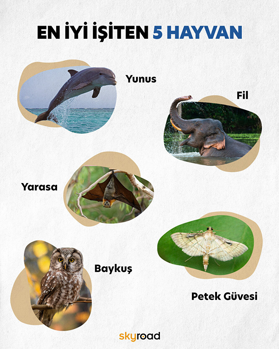 En iyi işiten 5 hayvan 🐬