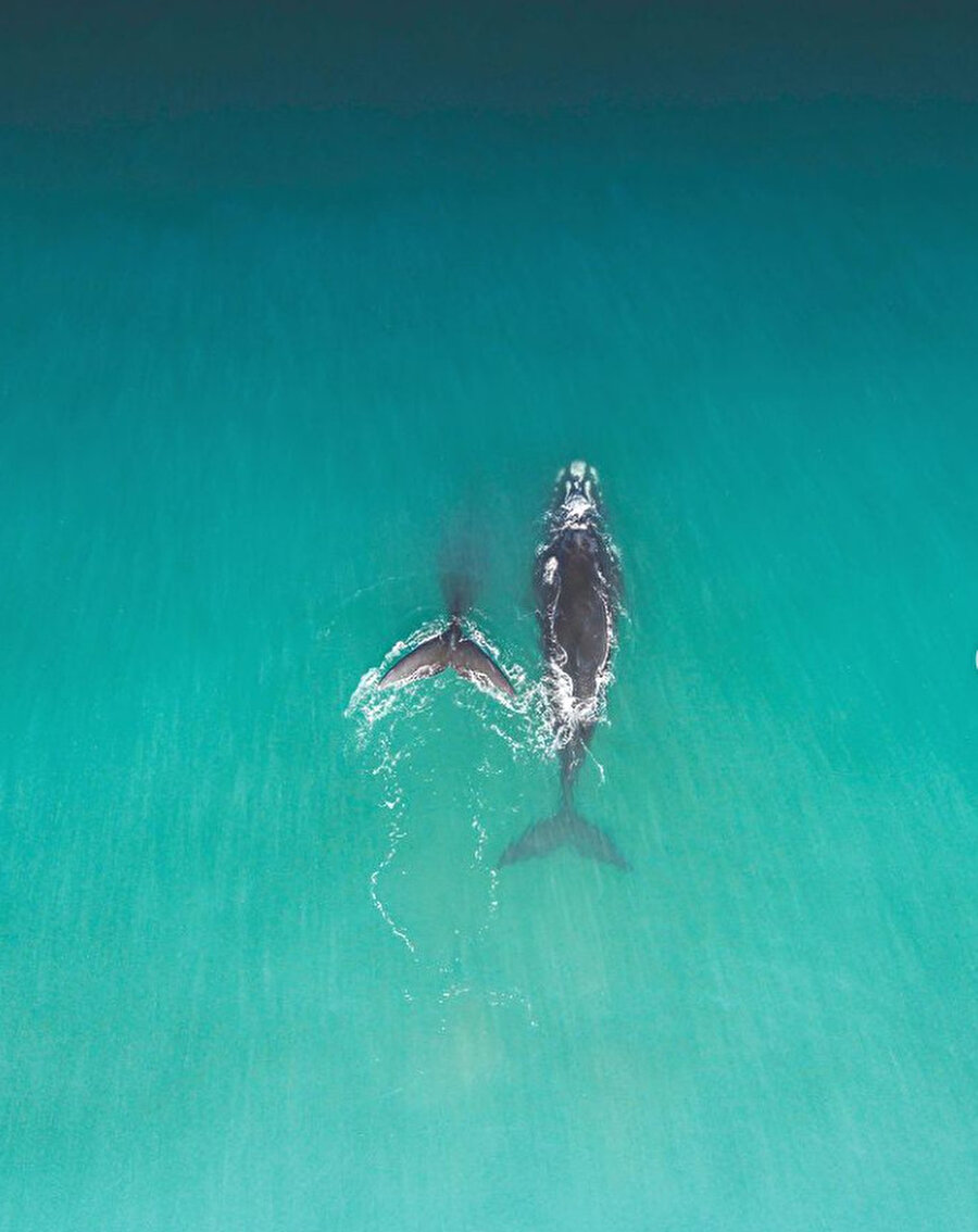 Hermanus’un en büyük festivali: Hermanus Balina Festivali