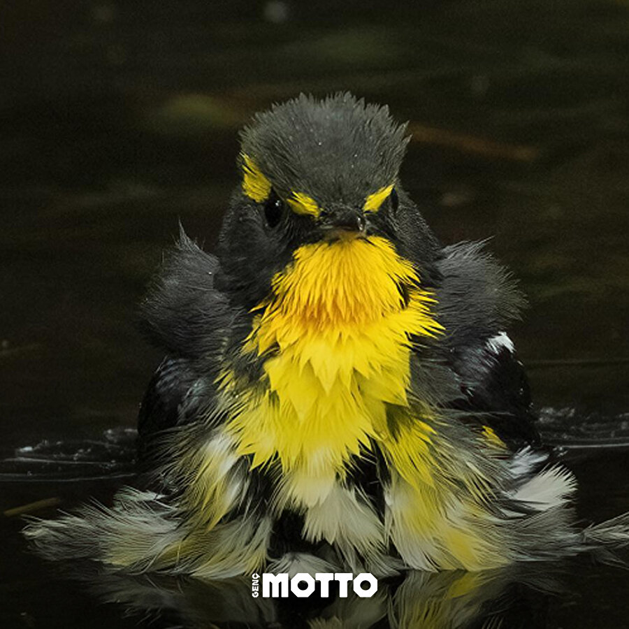 Orman sakinlerinin sevimli görüntüleri 