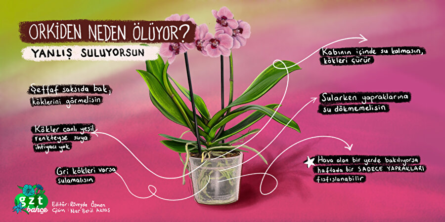 Muhtemelen yanlış suluyorsun: Orkide nasıl sulanır?