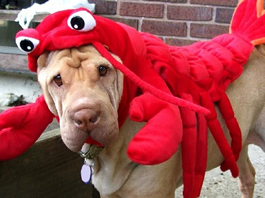 Burcum yengeç diyorum neden anlamıyorsun 🐕‍🦺🦀