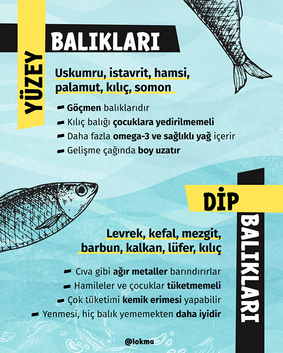 Dip Balıkları & Yüzey Balıkları