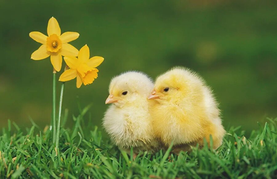 Sordum sarı çiçeğe...