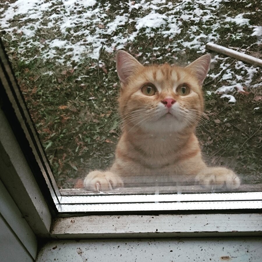 İki dakika açsana bir şey diyeceğim😺