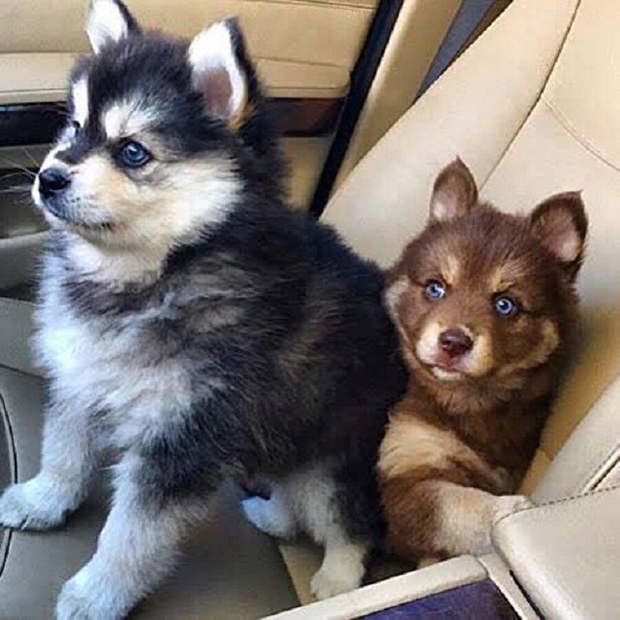 Bir ipte iki cambaz oynamaz 🐶🐶