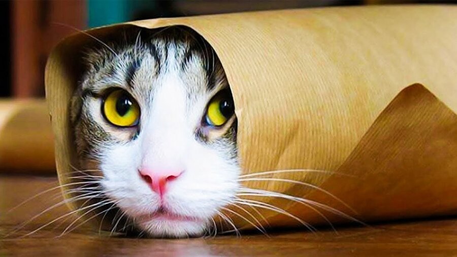 Usta bize oradan bir buçuk adana dürüm😀