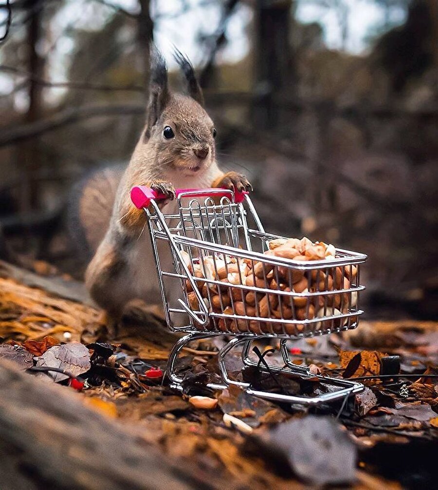 Fıstığın kilosu ateş pahası olmuş🐿🥜