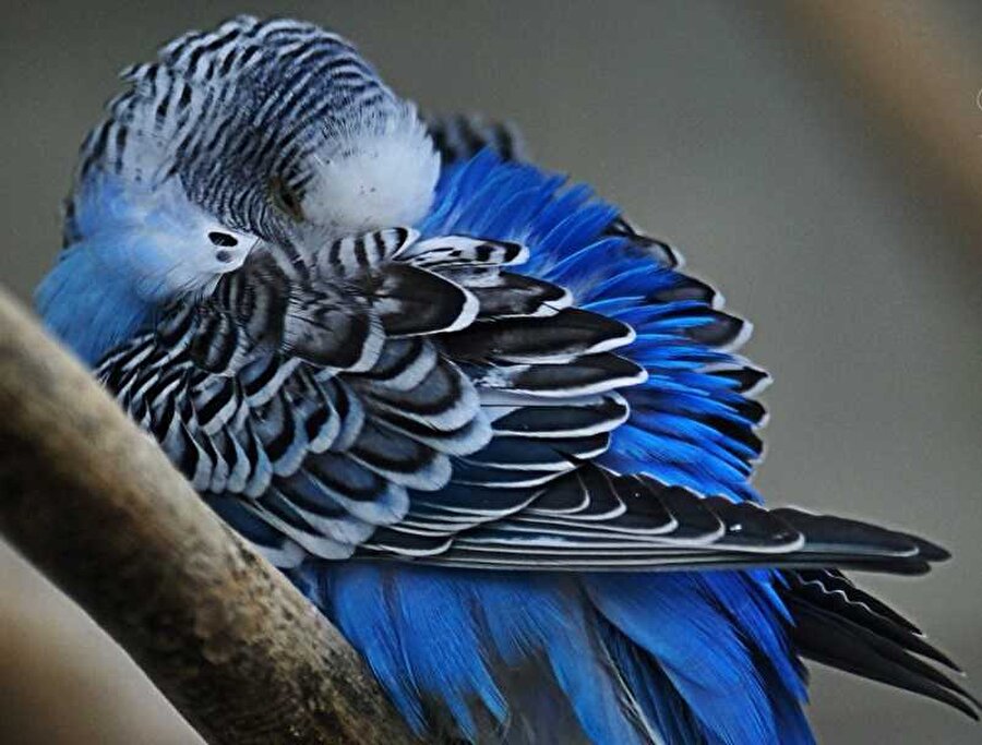 Ya ben uçarken bakma demedim mi❓🐦