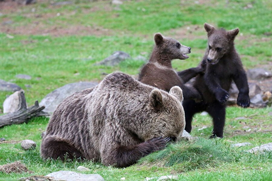 Saklambaç🐻😊