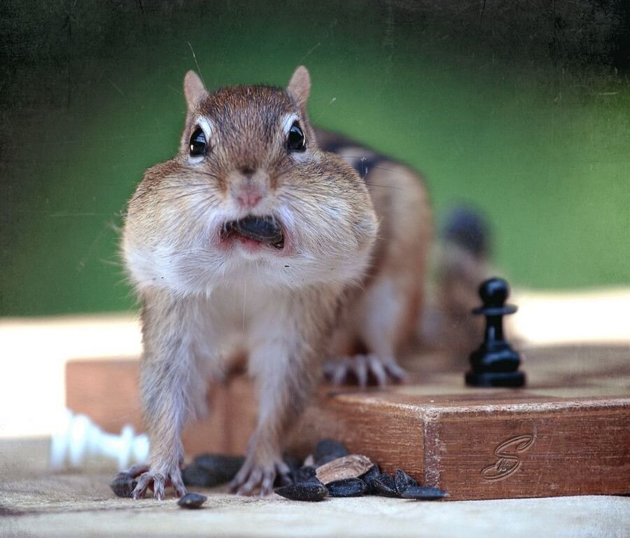  Satranç turnuvasına Kasparov geliyormuş😲