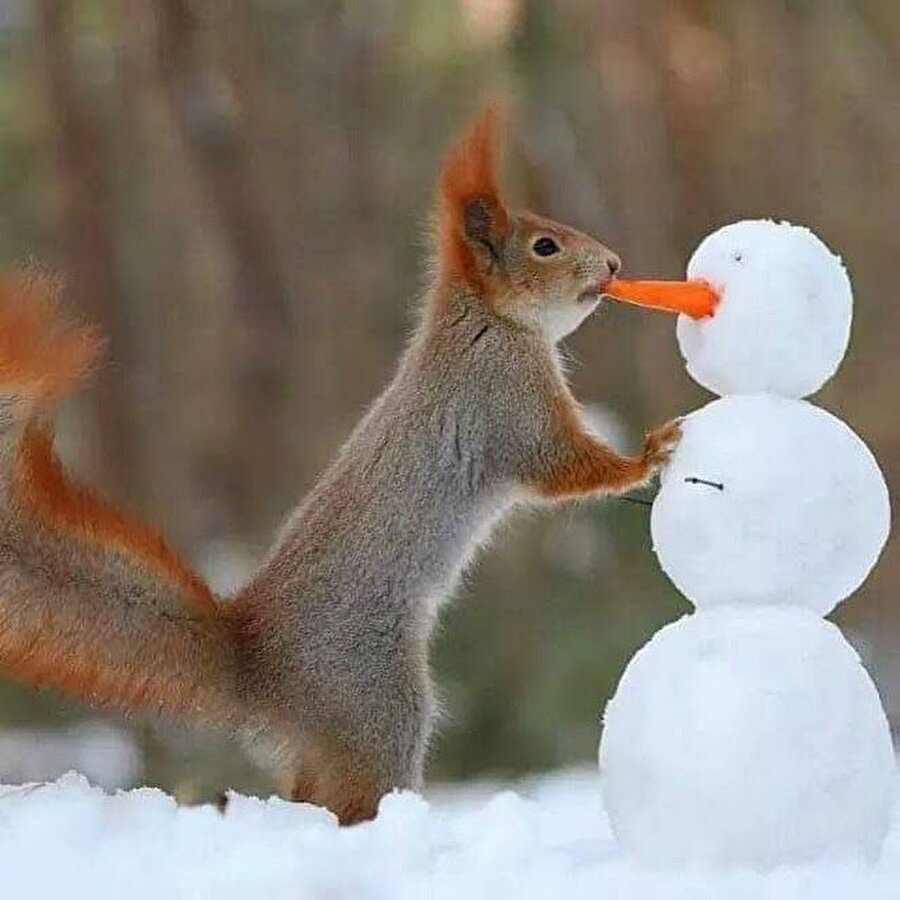 Ucundan birazcık alsam🐿