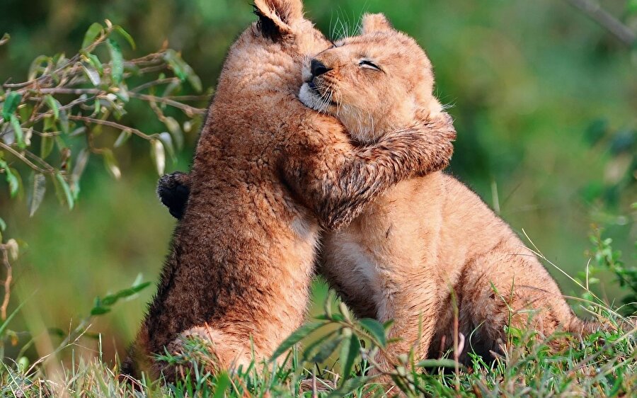 Bu bir veda mı❓🦁