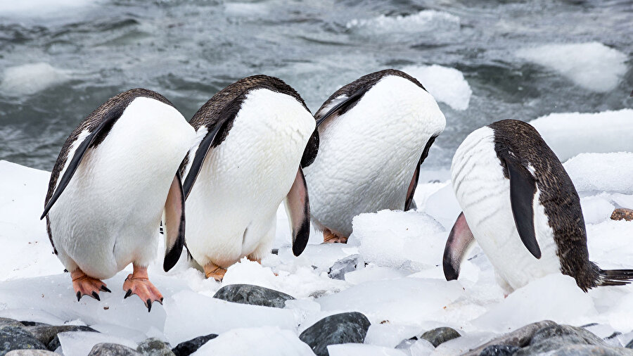 Arkadaşlar Kafanız yerinde mi? sizin😂🐧