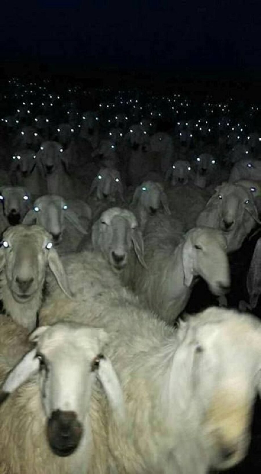 Konserin başlamasını bekliyoruz🐑😀