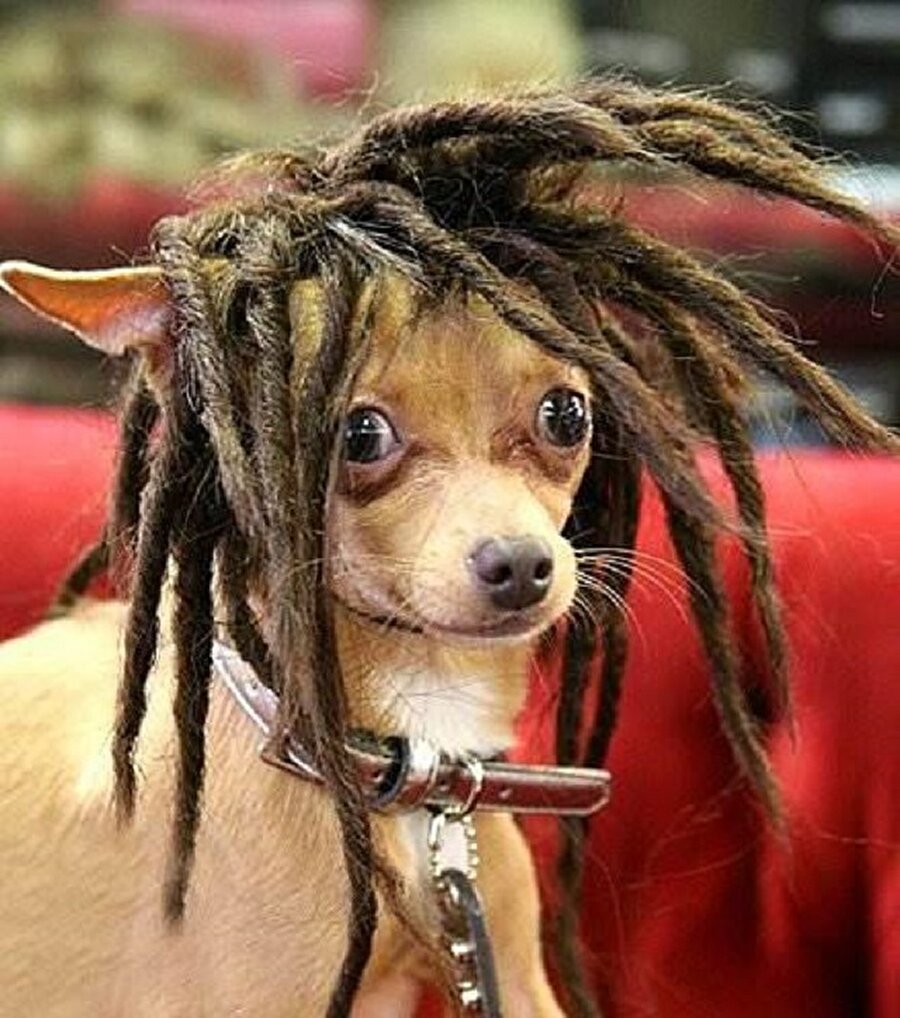 Bob marley saç stilli köpek🐶