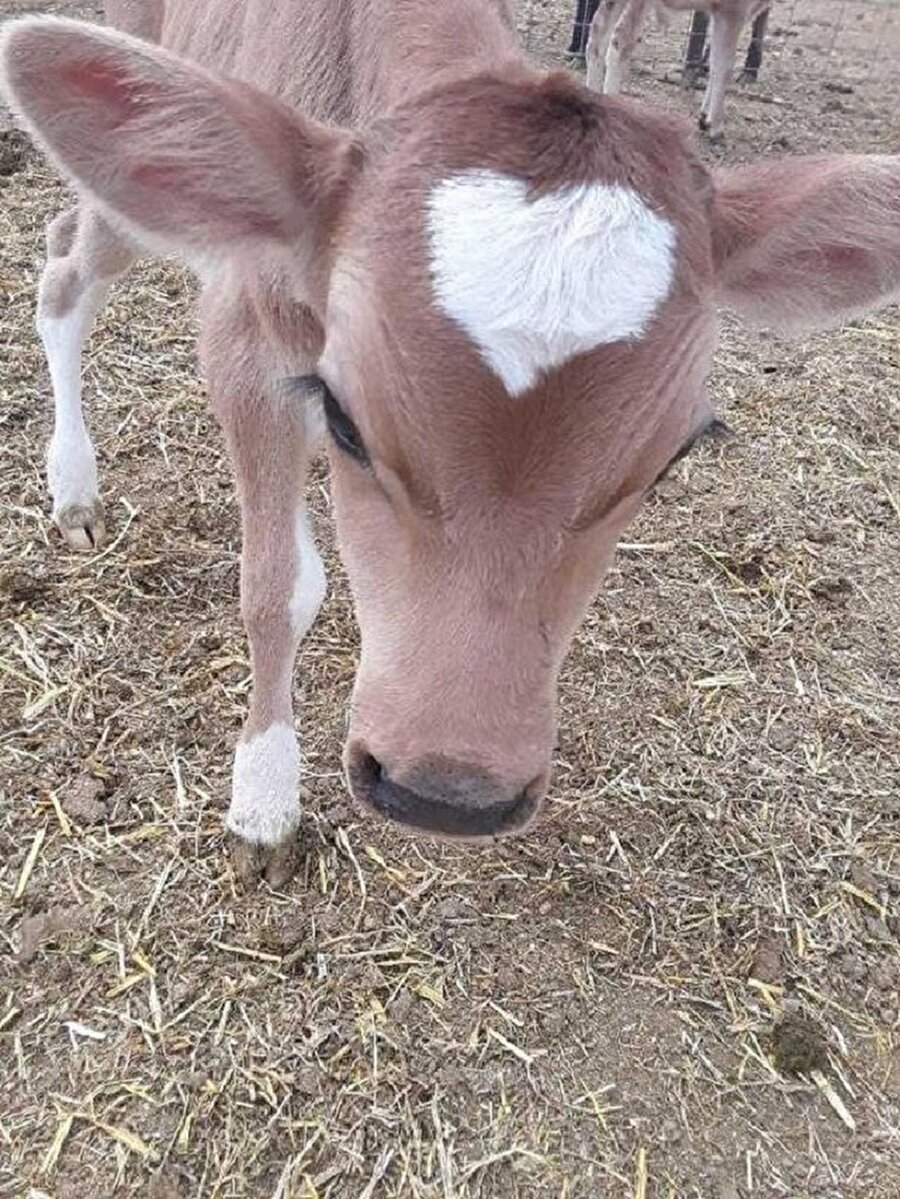 Kalbim aklımın önüne geçmiştir😀🐮
