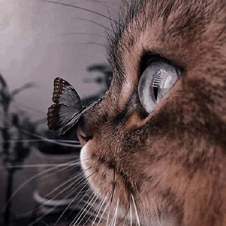 Yolları kesişmiş iki sevimli minik😺🦋