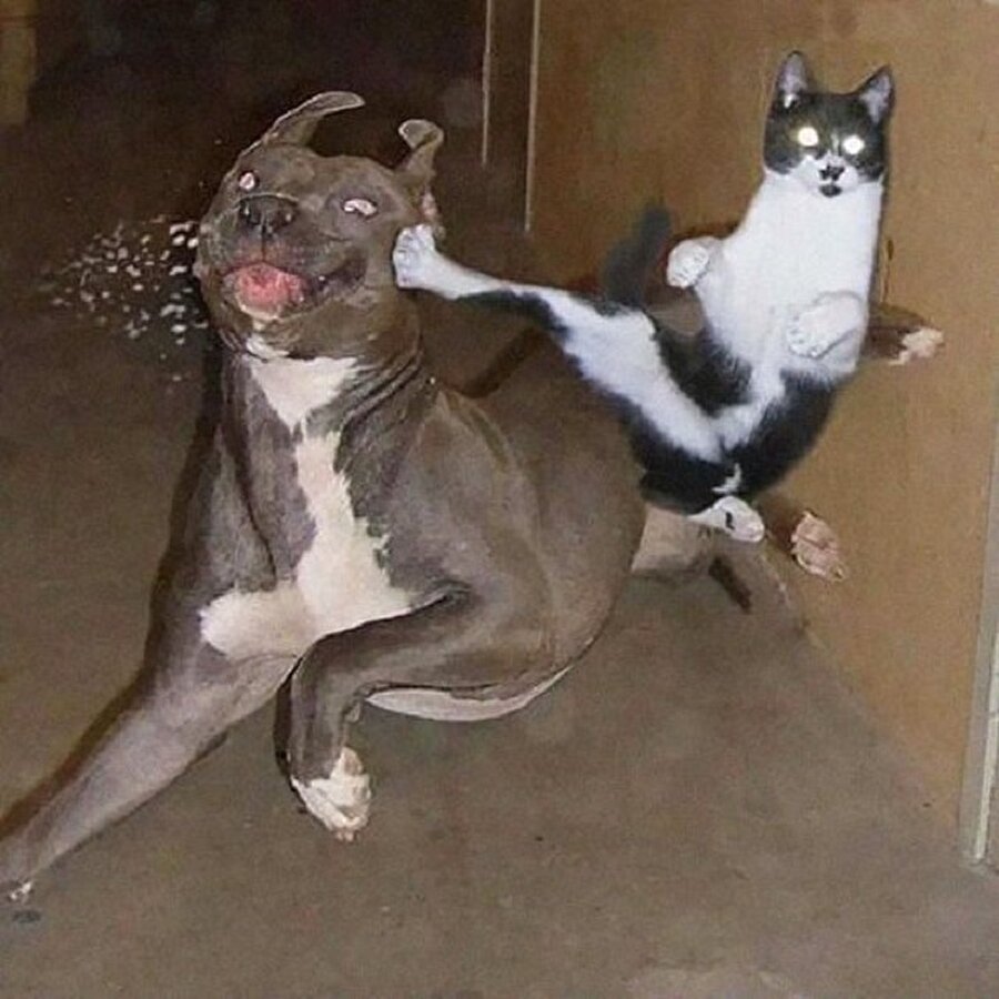 Ninja kedi😺