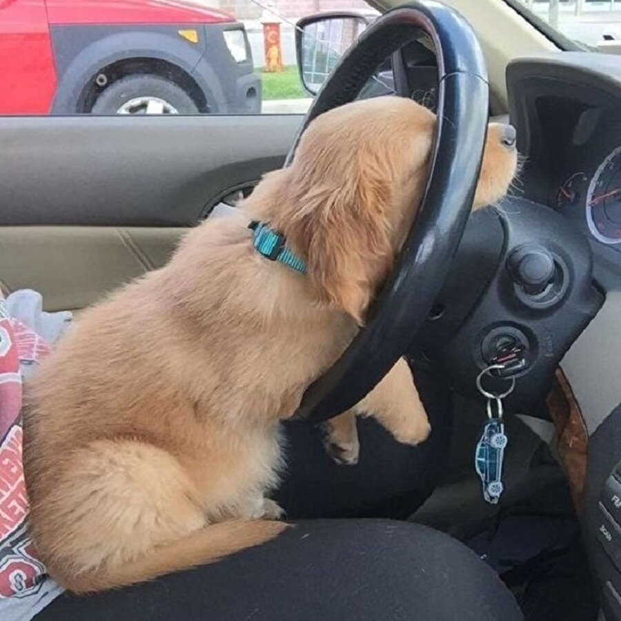 Uzun yol gitmişimdir🐶😩