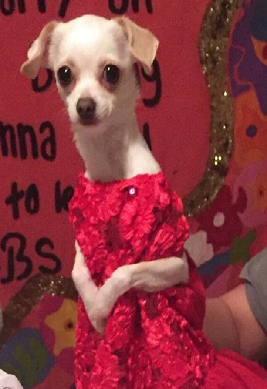 Feriha'nın düğününde görüntülenen köpek🐶😊