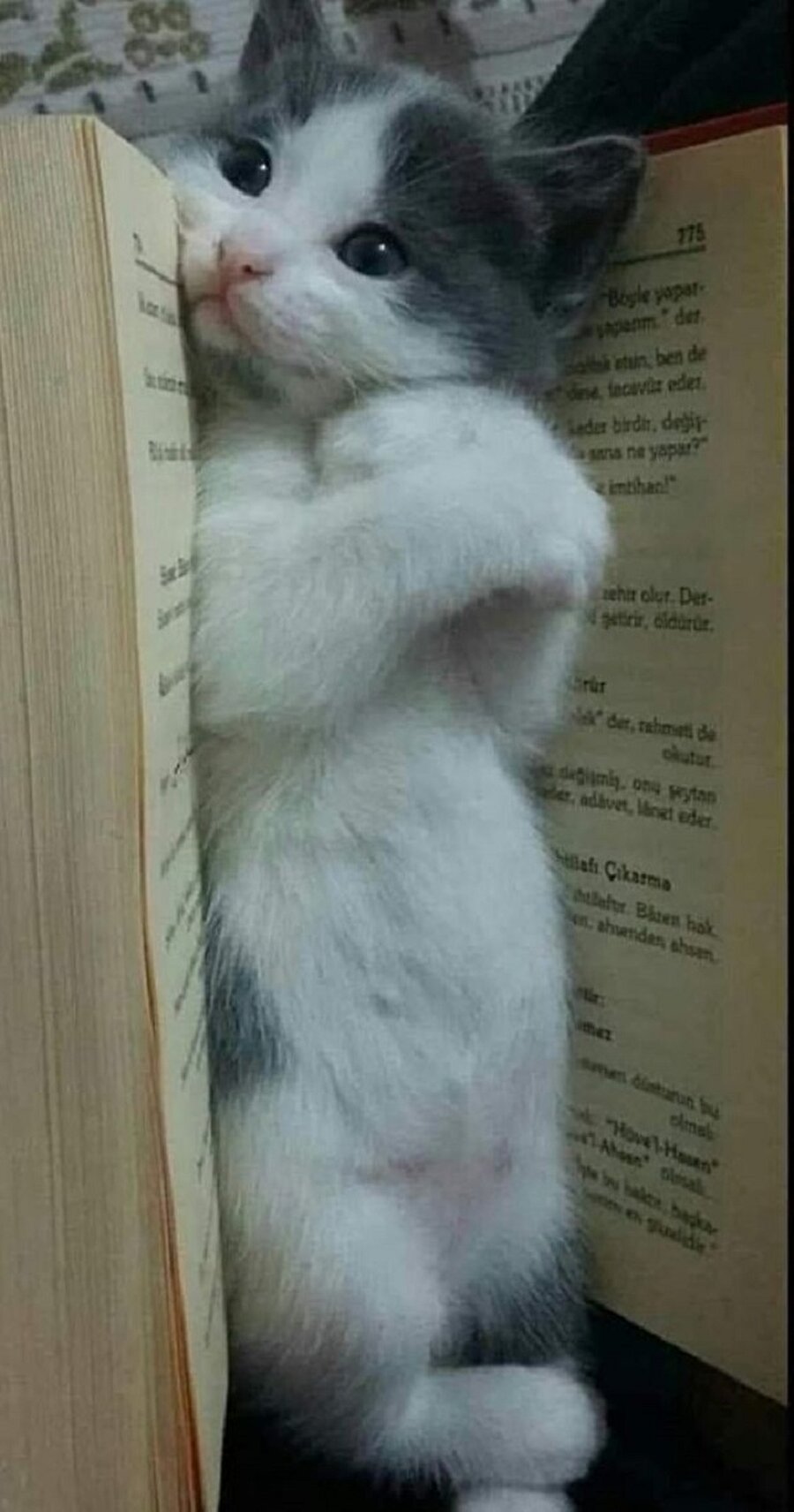 Dünyanın en tatlı ayracı😺