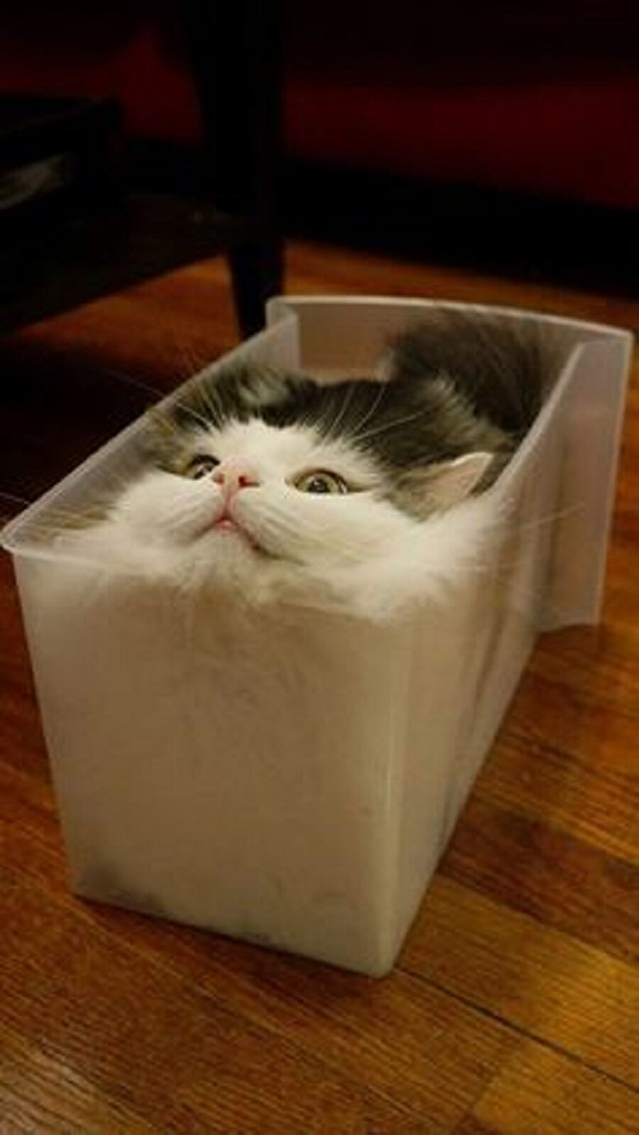 Kediler likittir adlı çalışma 🐱😂