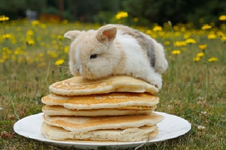 Pancake üstüne bal yerine tavşan tercih etmişler🐰😀