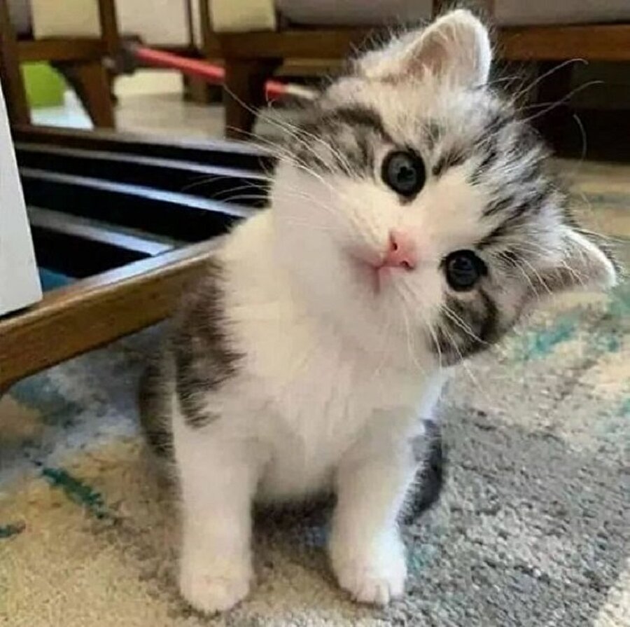 Neden kızdın ki şimdi bana❓🐱