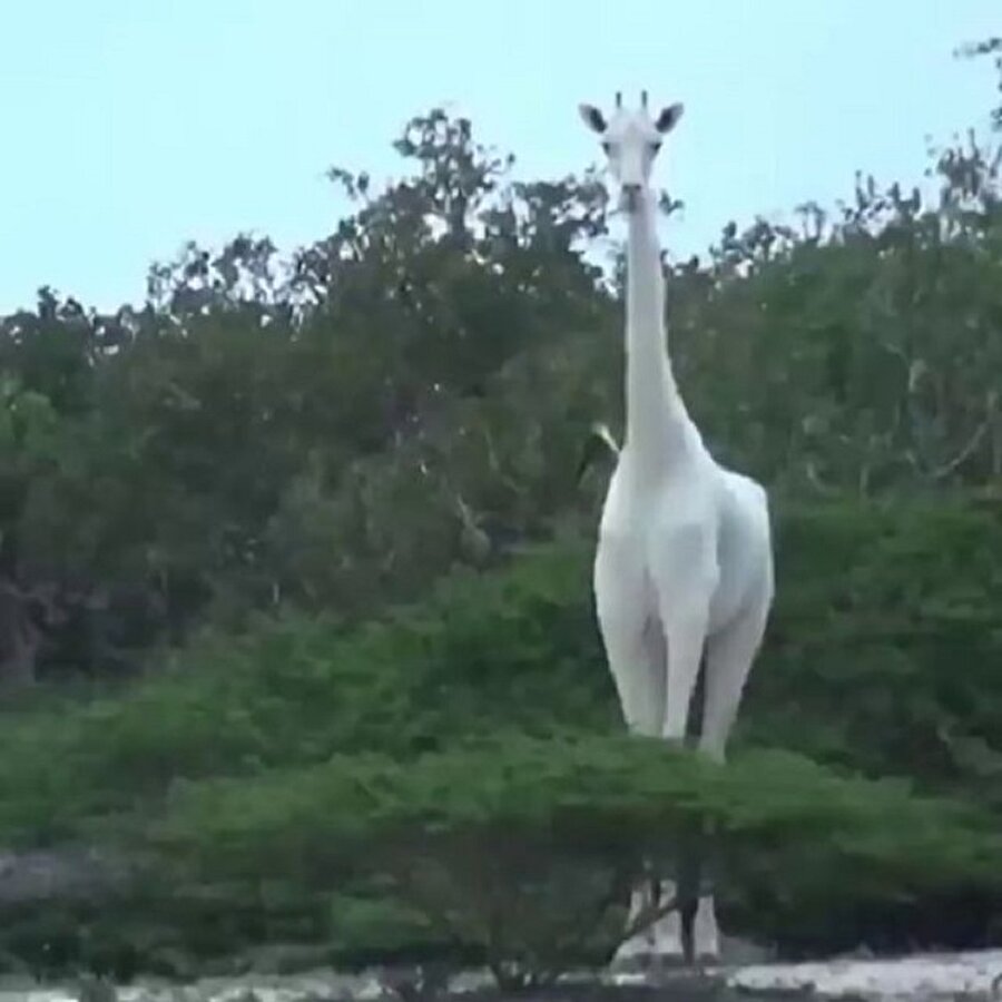 Kenya koruma alanında görülen nadir beyaz zürafalar🦒