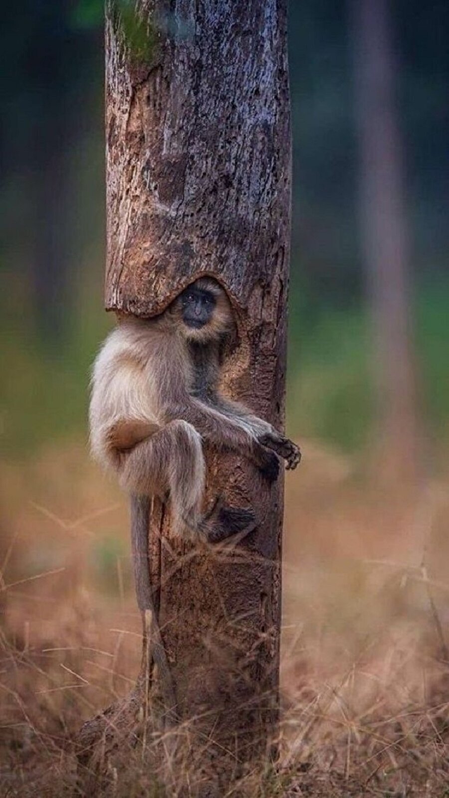 Puzzle'ın doğal parçası 😊