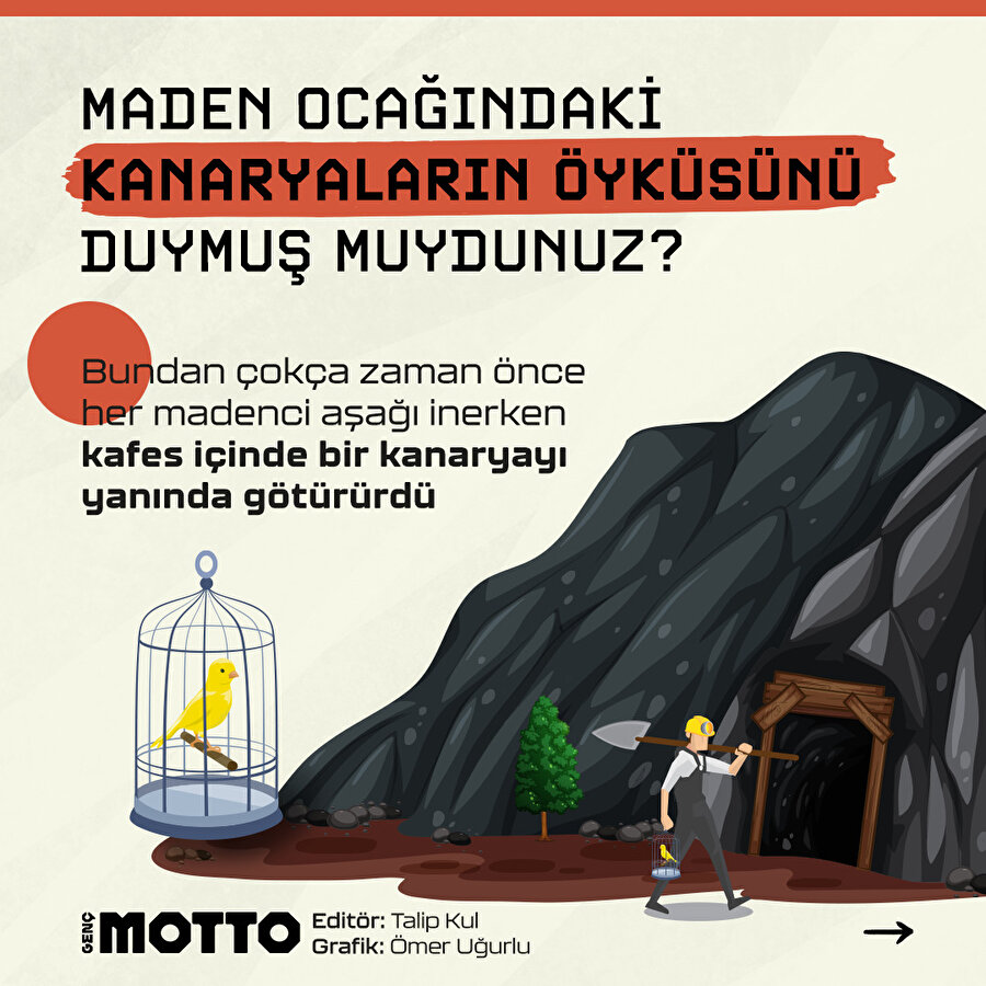 Maden ocağındaki kanaryaların öyküsünü biliyor muydunuz? 